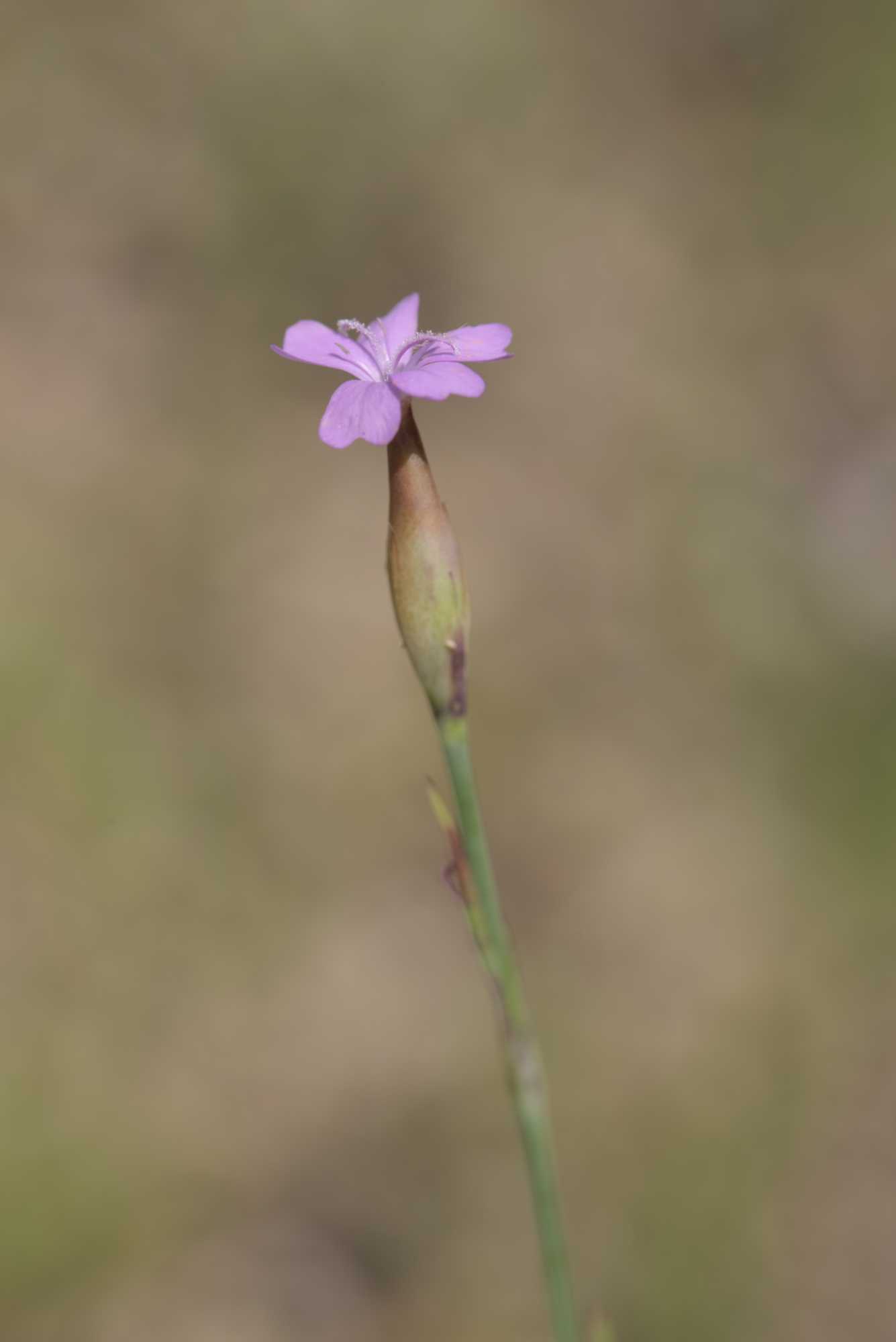 Lokation: Deutschland | Nordrhein-Westfalen | Rheinisch-Bergischer Kreis | Bergisch Gladbach Kategorien: Naturgarten, Datum: 26.06.2016