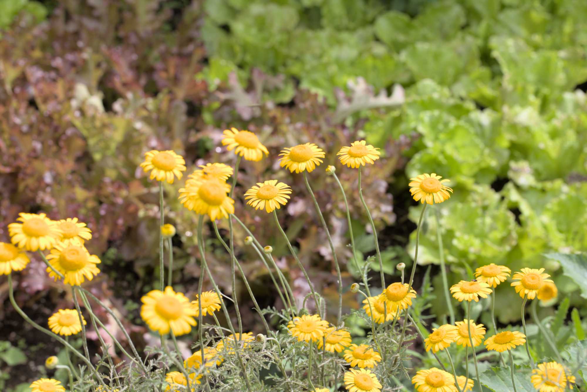 Lokation: Deutschland | Nordrhein-Westfalen | Rheinisch-Bergischer Kreis | Bergisch Gladbach Kategorien: Nutzgarten, Datum: 26.06.2016