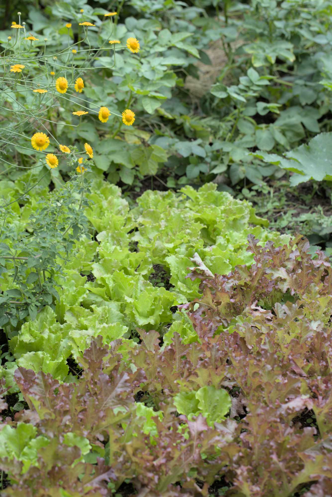 Lokation: Deutschland | Nordrhein-Westfalen | Rheinisch-Bergischer Kreis | Bergisch Gladbach Kategorien: Nutzgarten, Datum: 26.06.2016