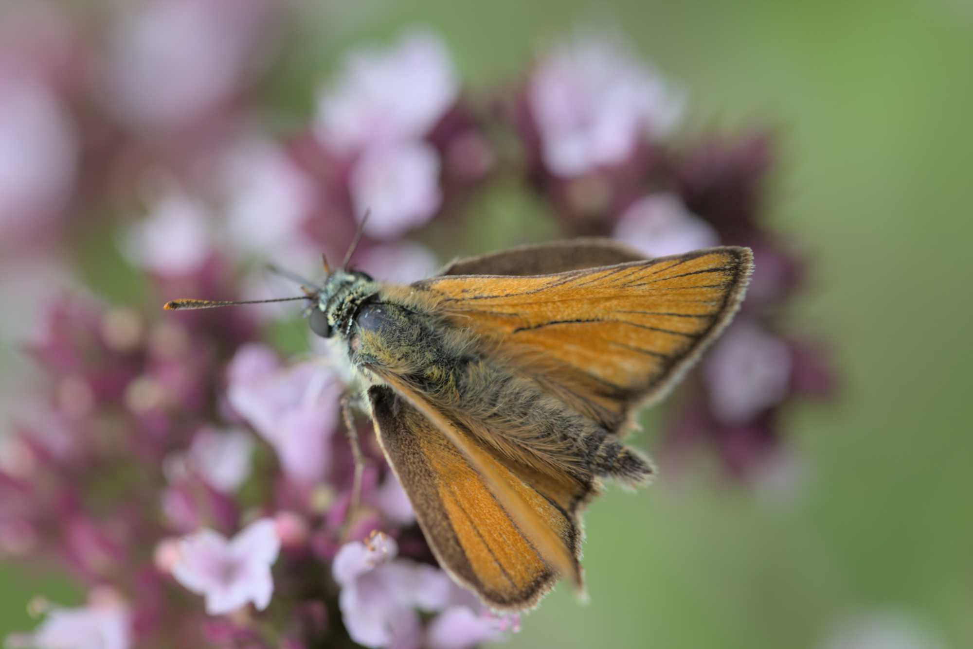 Lokation: Deutschland | Nordrhein-Westfalen | Rheinisch-Bergischer Kreis | Bergisch Gladbach Kategorien: Schmetterlinge, Datum: 09.07.2016