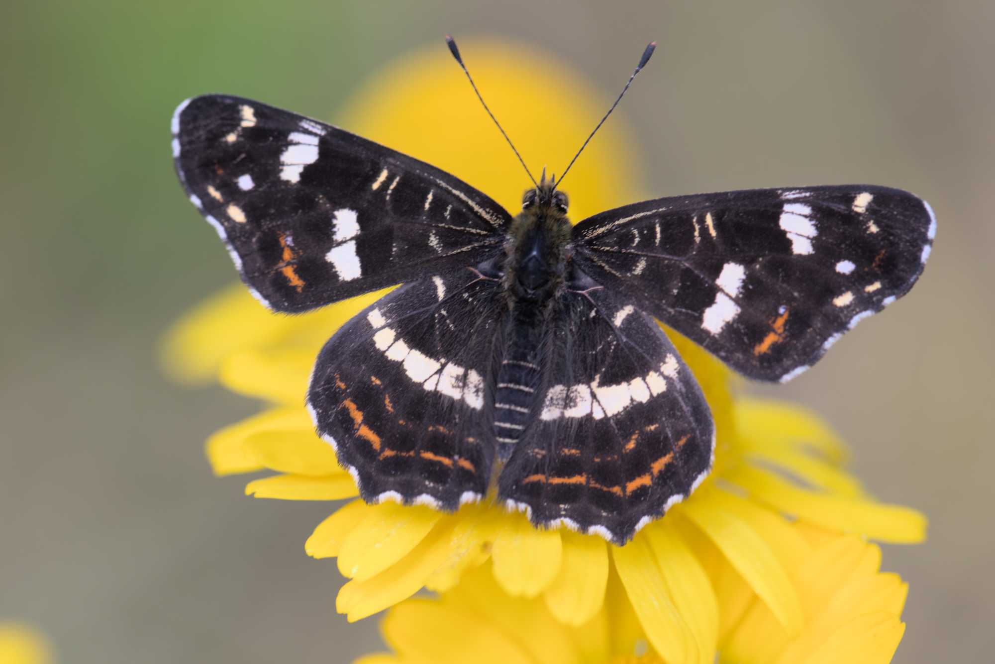 Lokation: Deutschland | Nordrhein-Westfalen | Rheinisch-Bergischer Kreis | Bergisch Gladbach Kategorien: Schmetterlinge, Datum: 09.07.2016