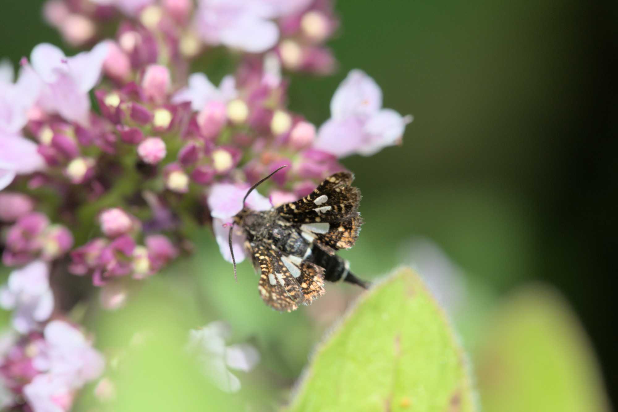 Lokation: Deutschland | Nordrhein-Westfalen | Rheinisch-Bergischer Kreis | Bergisch Gladbach Kategorien: Schmetterlinge, Datum: 09.07.2016
