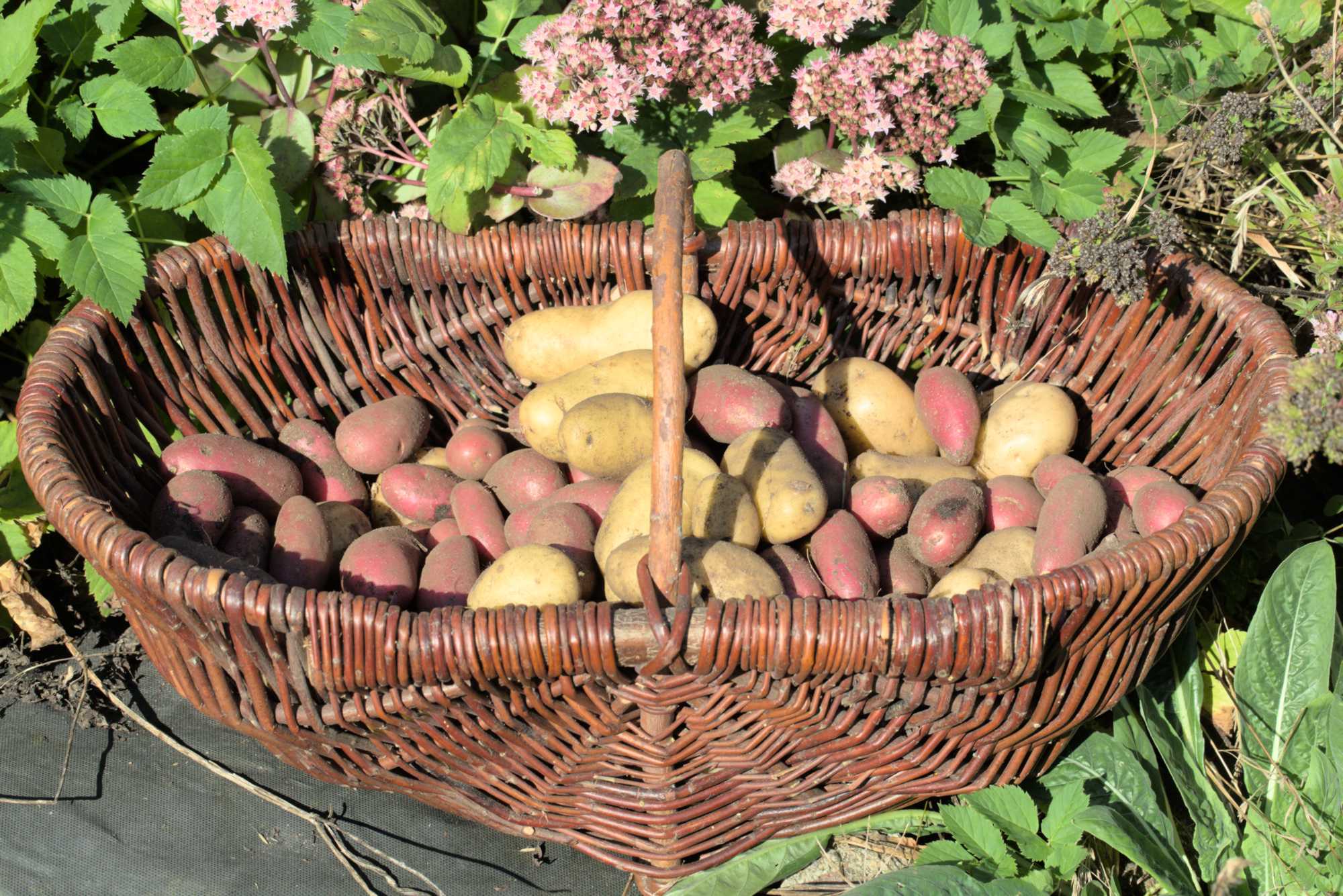 Lokation: Deutschland | Nordrhein-Westfalen | Rheinisch-Bergischer Kreis | Bergisch Gladbach Kategorien: Nutzgarten, Datum: 08.09.2016