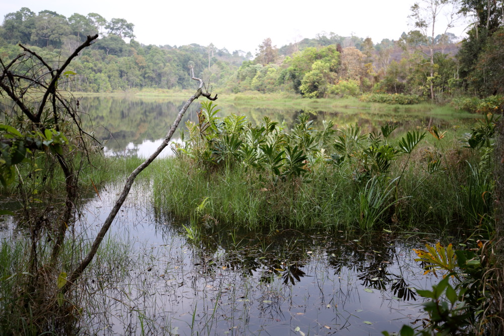 Lokation: Thailand | Nakhon Ratchasima | Ban Phak Pa Mai Kategorien: See, Datum: 01.02.2016
