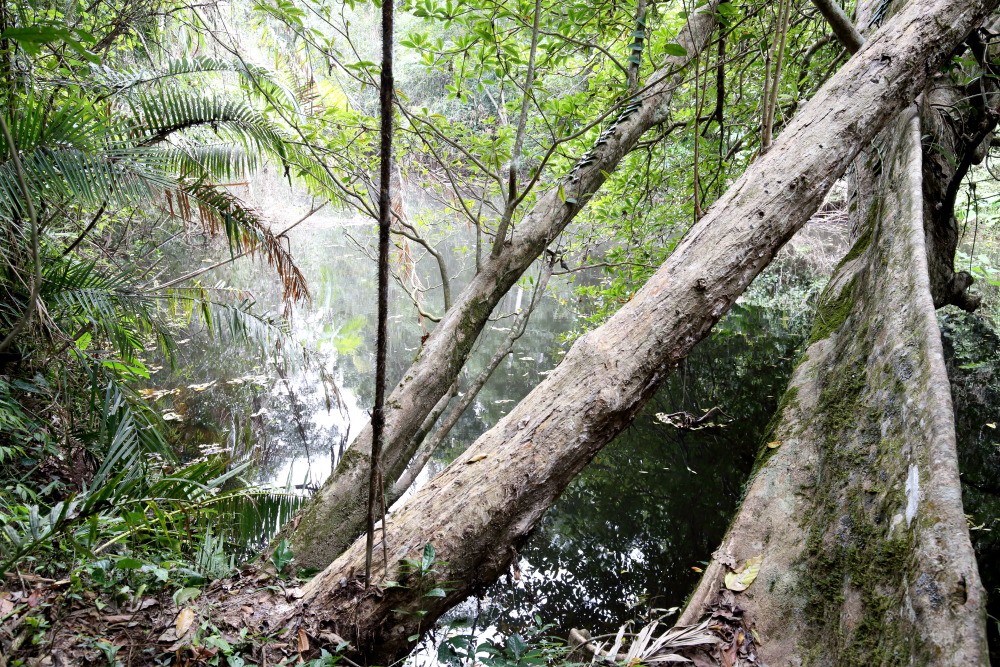 Lokation: Thailand | Nakhon Ratchasima | Ban Phak Pa Mai Kategorien: Wald, Datum: 02.02.2016