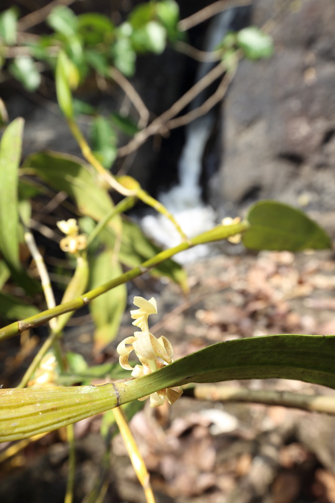 Lokation: Thailand | Nakhon Ratchasima | Ban Phak Pa Mai Kategorien: Habitus, Datum: 02.02.2016