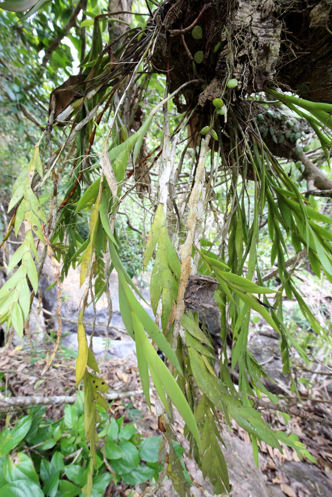 Lokation: Thailand | Nakhon Ratchasima | Ban Phak Pa Mai Kategorien: Habitus, Datum: 02.02.2016
