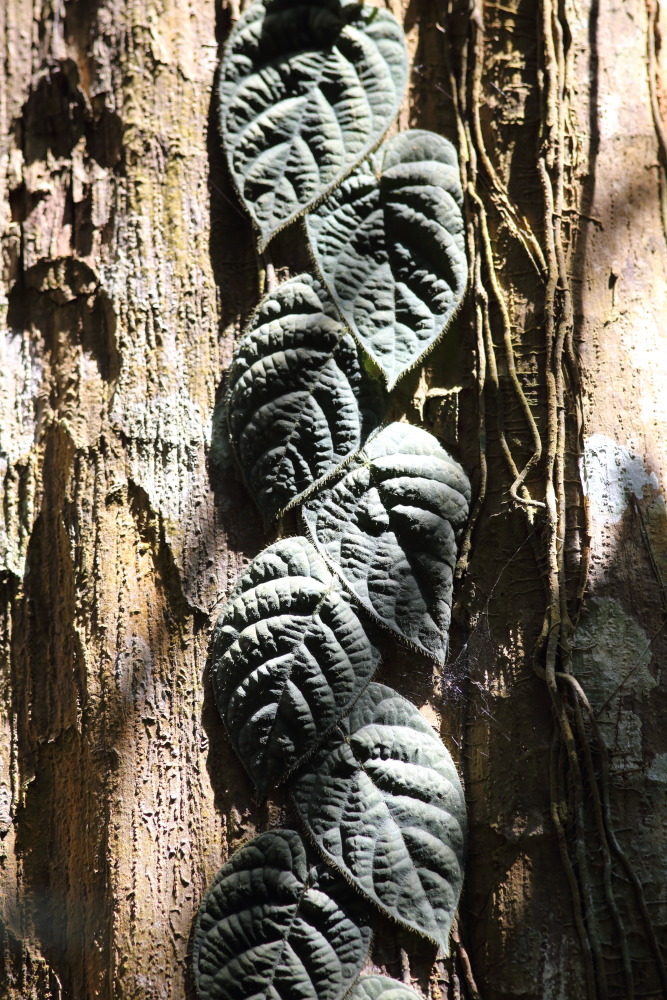 Ficus villosa, Lokation: Thailand | Nakhon Ratchasima | Ban Phak Pa Mai Kategorien: Blatt, Familie: Moraceae (Maulbeergewächse ), Datum: 03.02.2016