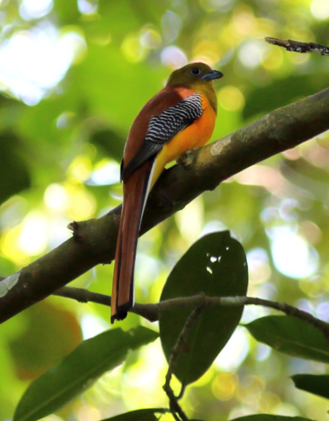Lokation: Thailand | Nakhon Ratchasima | Ban Phak Pa Mai Kategorien: Vögel, Datum: 03.02.2016