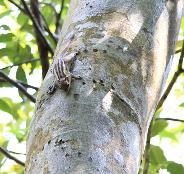 Lokation: Thailand | Nakhon Ratchasima | Ban Phak Pa Mai Kategorien: Säugetiere, Datum: 03.02.2016