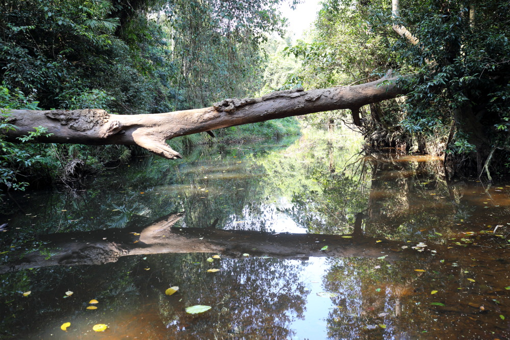 Lokation: Thailand | Nakhon Ratchasima | Ban Phak Pa Mai Kategorien: Fluss, Datum: 03.02.2016