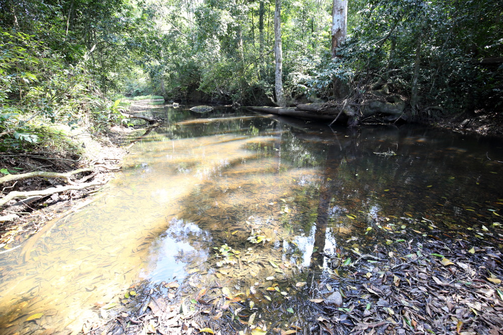 Lokation: Thailand | Nakhon Ratchasima | Ban Phak Pa Mai Kategorien: Fluss, Datum: 03.02.2016