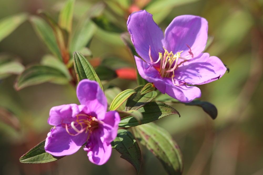 Lokation: Thailand | Nakhon Ratchasima | Ban Phak Pa Mai Kategorien: Blüte, Datum: 03.02.2016
