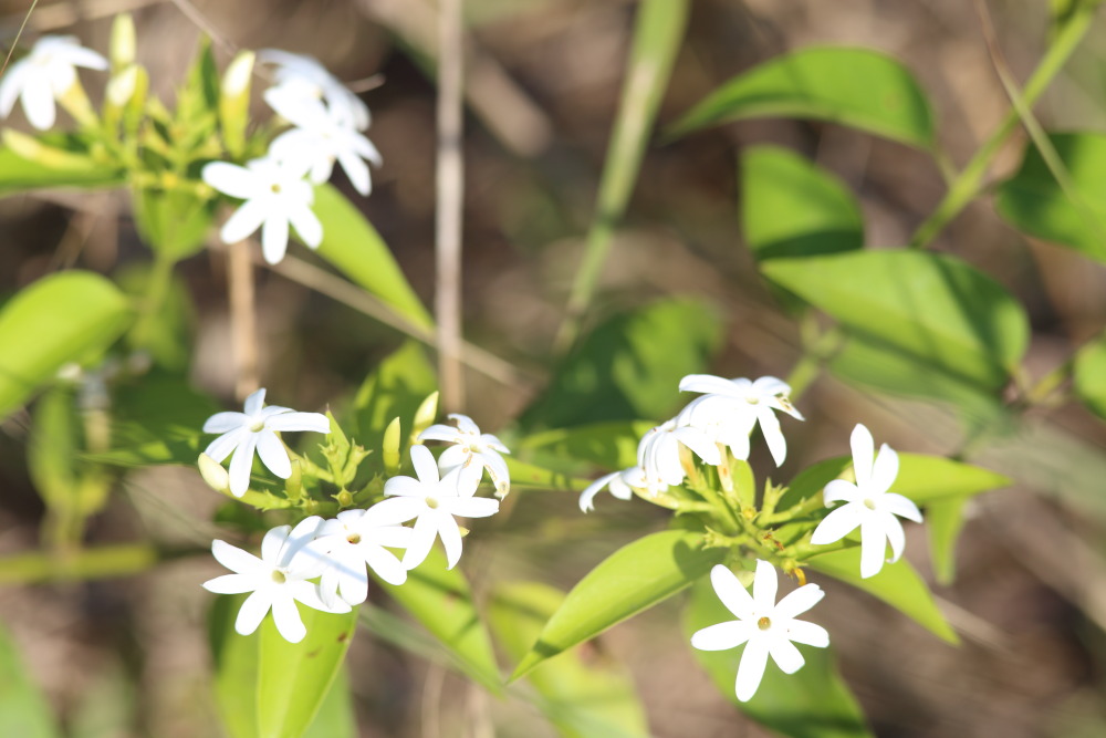 Lokation: Thailand | Nakhon Ratchasima | Ban Phak Pa Mai Kategorien: Blüte, Datum: 03.02.2016