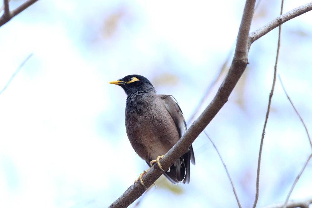 Acridotheres tristis, Lokation: Thailand | Phranakhon Si Ayutthaya | Pharnakhon Si Ayutthaya | Ayutthaya Kategorien: Vögel, Familie: Sturnidae (Stare), Datum: 05.02.2016