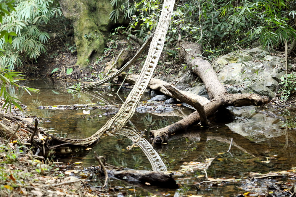 Bauhinia scandens, Lokation: Thailand | Phetchaburi | Ban Krang Kategorien: Habitus, Familie: Fabaceae (Schmetterlingsblütler ), Datum: 07.02.2016