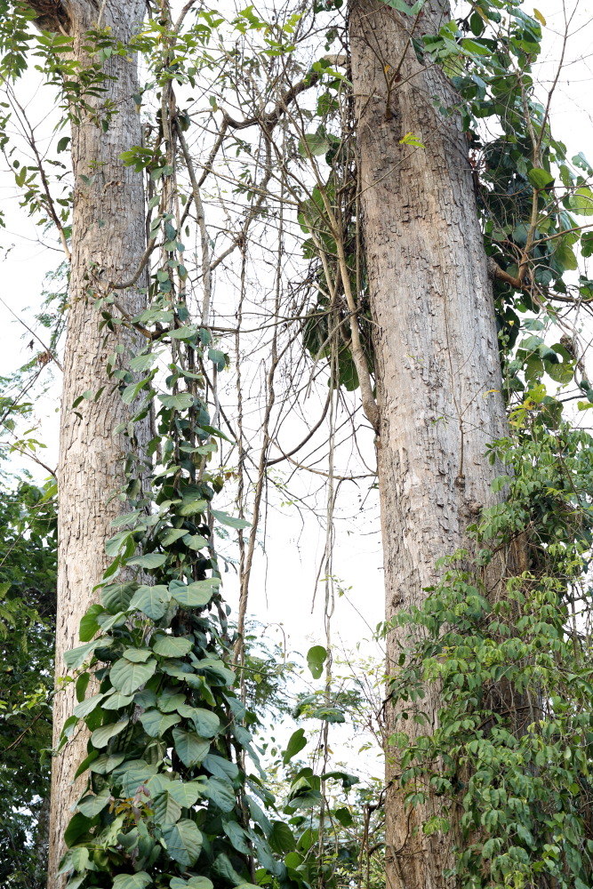 Lokation: Thailand | Phetchaburi | Ban Krang Kategorien: Baum, Datum: 07.02.2016