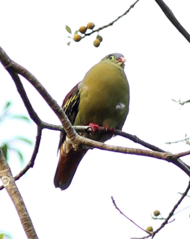 Lokation: Thailand | Phetchaburi | Ban Krang Kategorien: Vögel, Datum: 07.02.2016