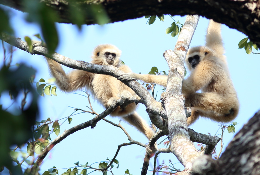 Hylobates lar (Lar-Gibbon), Lokation: Thailand | Phetchaburi | Ban Krang Kategorien: Säugetiere, Familie: Hylobatidae (Gibbons), Datum: 08.02.2016