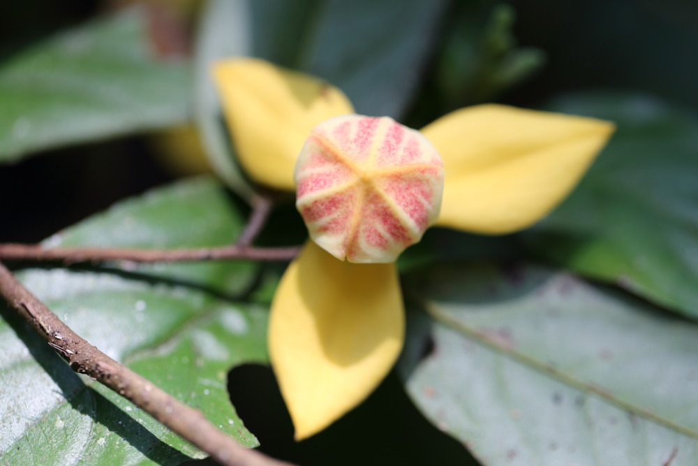 Lokation: Thailand | Phetchaburi | Ban Krang Kategorien: Blüte, Datum: 08.02.2016