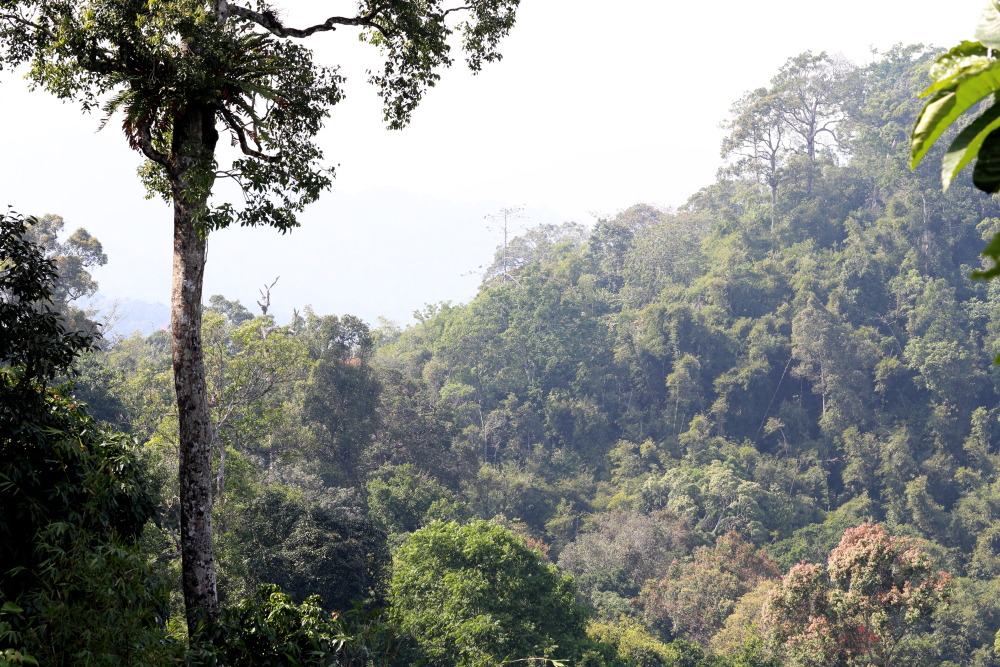 Lokation: Thailand | Phetchaburi | Ban Krang Kategorien: Wald, Datum: 08.02.2016