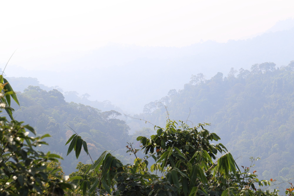 Lokation: Thailand | Phetchaburi | Ban Krang Kategorien: Wald, Datum: 08.02.2016