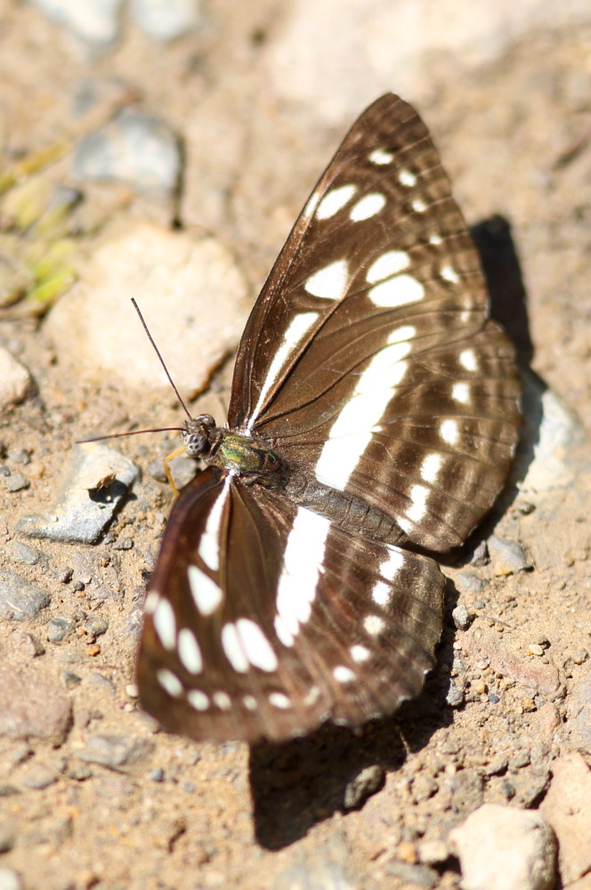 Lokation: Thailand | Phetchaburi | Ban Krang Kategorien: Schmetterlinge, Datum: 09.02.2016