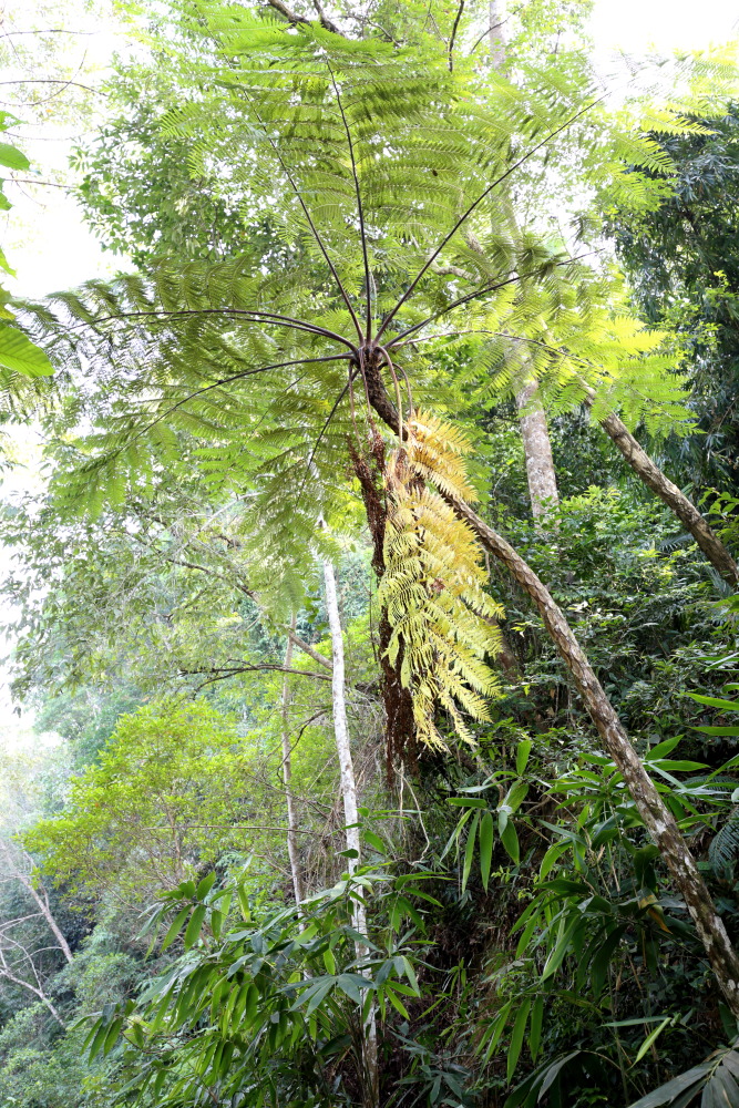 Lokation: Thailand | Phetchaburi | Ban Krang Kategorien: Farne, Datum: 09.02.2016