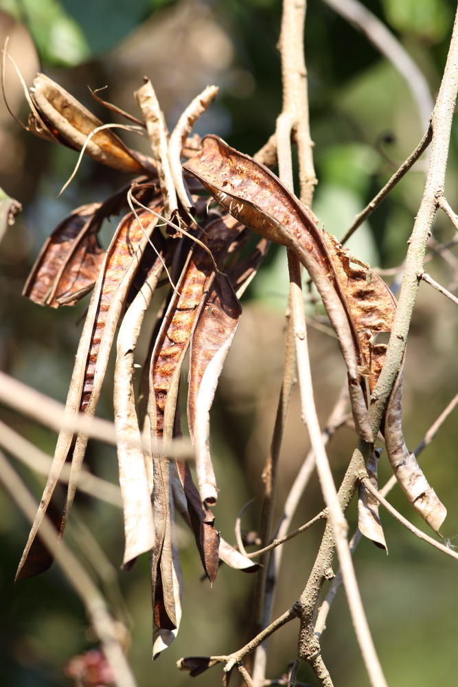 Lokation: Thailand | Phetchaburi | Ban Krang Kategorien: Früchte, Datum: 10.02.2016