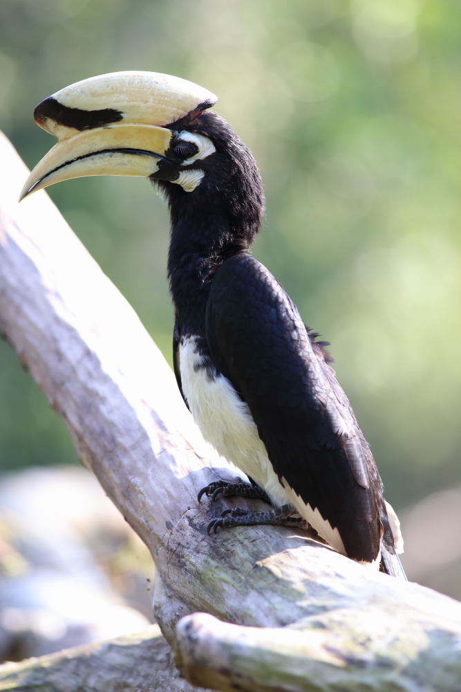 Anthracoceros albirostris (Orientalischer Hornvogel), Lokation: Thailand | Phetchaburi | Ban Krang Kategorien: Vögel, Familie: Bucerotidae (Hornvögel), Datum: 10.02.2016