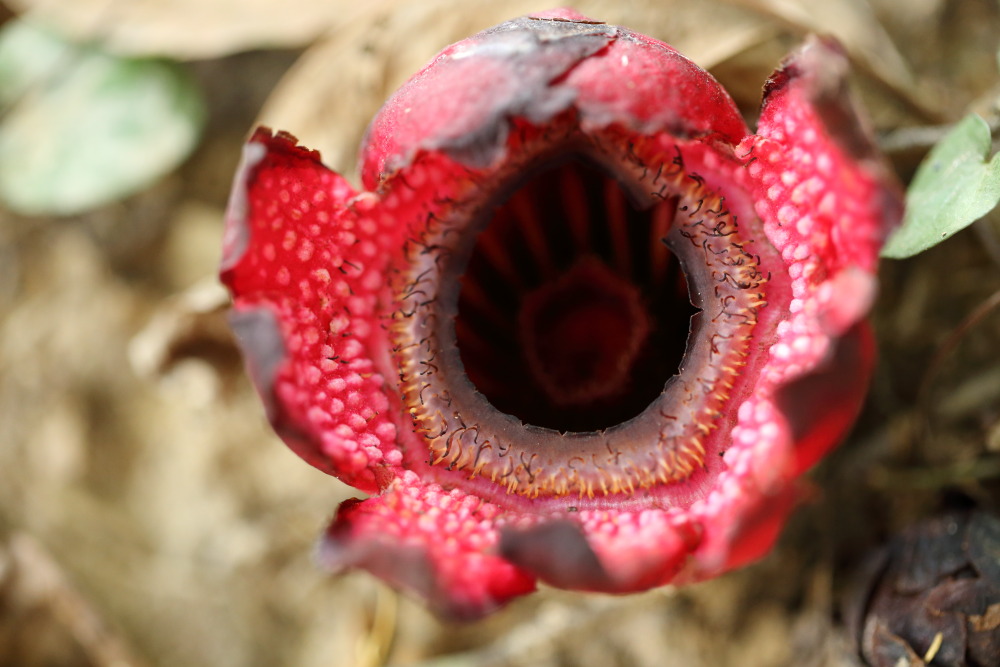 Sapria ram, Lokation: Thailand | Phetchaburi | Ban Krang Kategorien: Blüte, Familie: Rafflesiaceae (Rafflesiengewächse), Datum: 10.02.2016