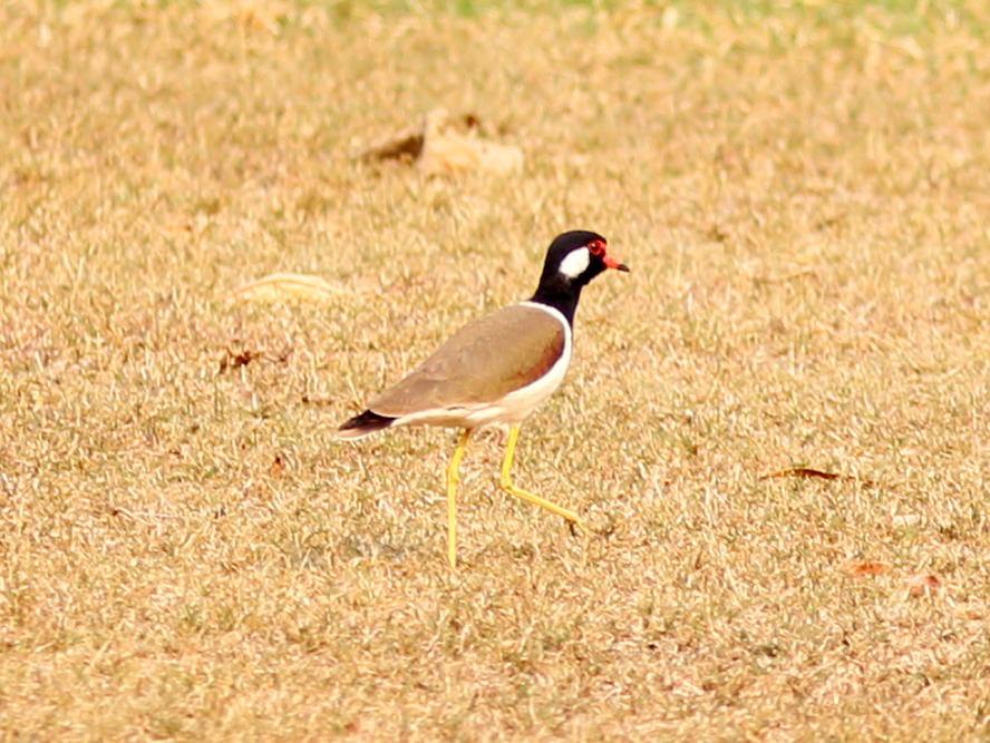 Lokation: Thailand | Uthai Thani | Ban Khao Khiao Kategorien: Vögel, Datum: 11.02.2016