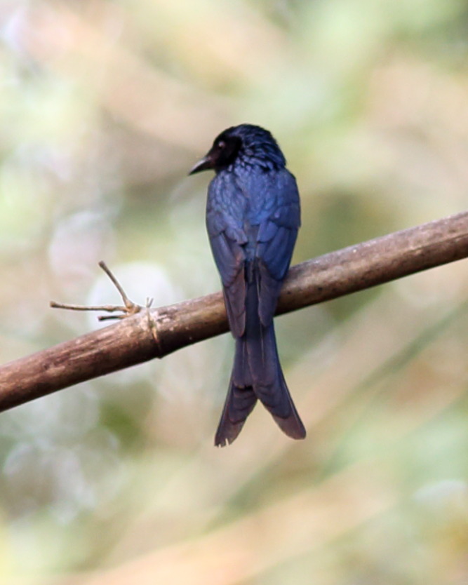 Lokation: Thailand | Uthai Thani | Ban Khao Khiao Kategorien: Vögel, Datum: 11.02.2016