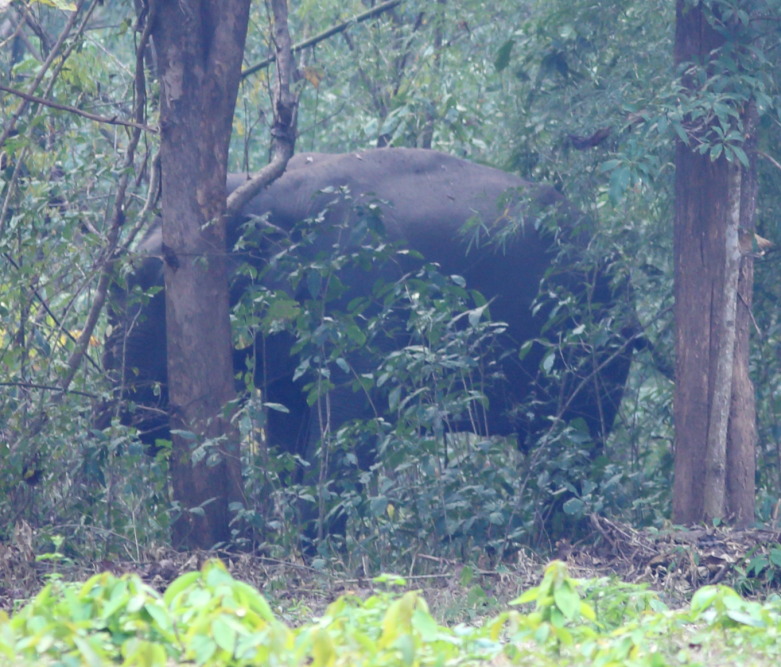 Lokation: Thailand | Uthai Thani | Ban Khao Khiao Kategorien: Säugetiere, Datum: 11.02.2016