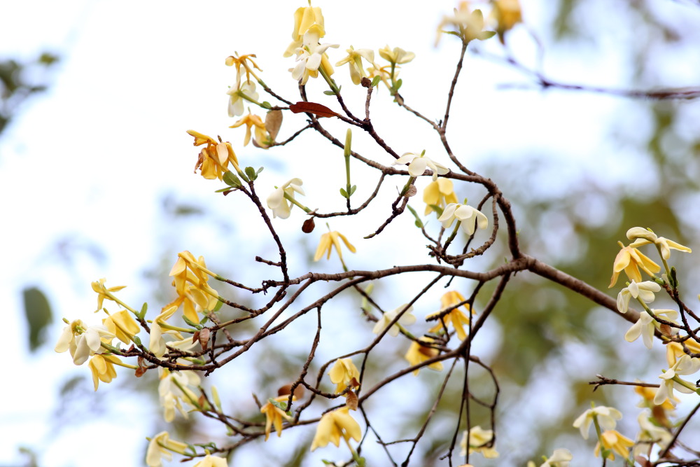 Lokation: Thailand | Uthai Thani | Ban Khao Khiao Kategorien: Blüte, Datum: 12.02.2016