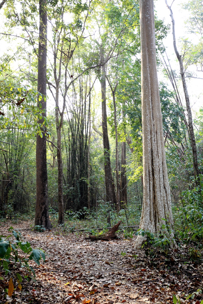 Lokation: Thailand | Uthai Thani | Ban Khao Khiao Kategorien: Wald, Datum: 12.02.2016