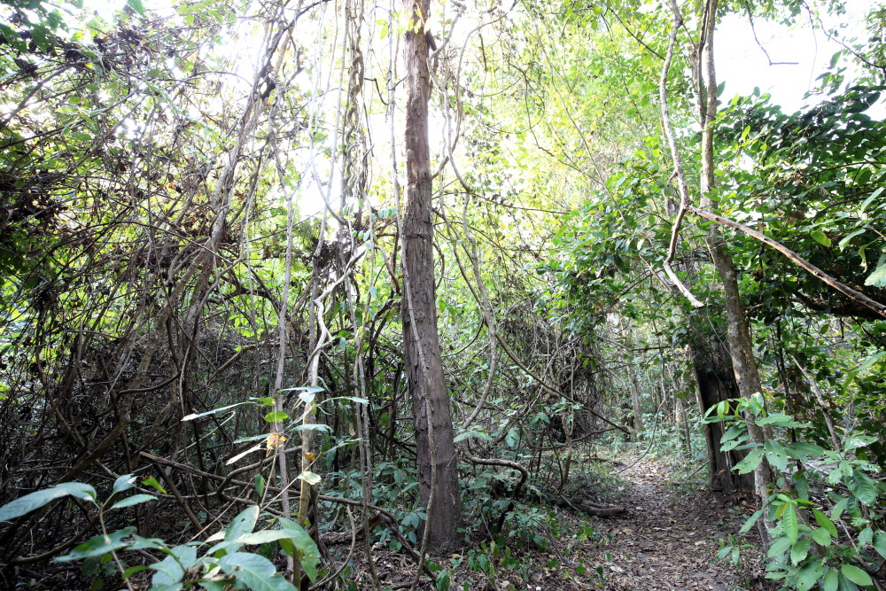 Lokation: Thailand | Uthai Thani | Ban Khao Khiao Kategorien: Wald, Datum: 12.02.2016