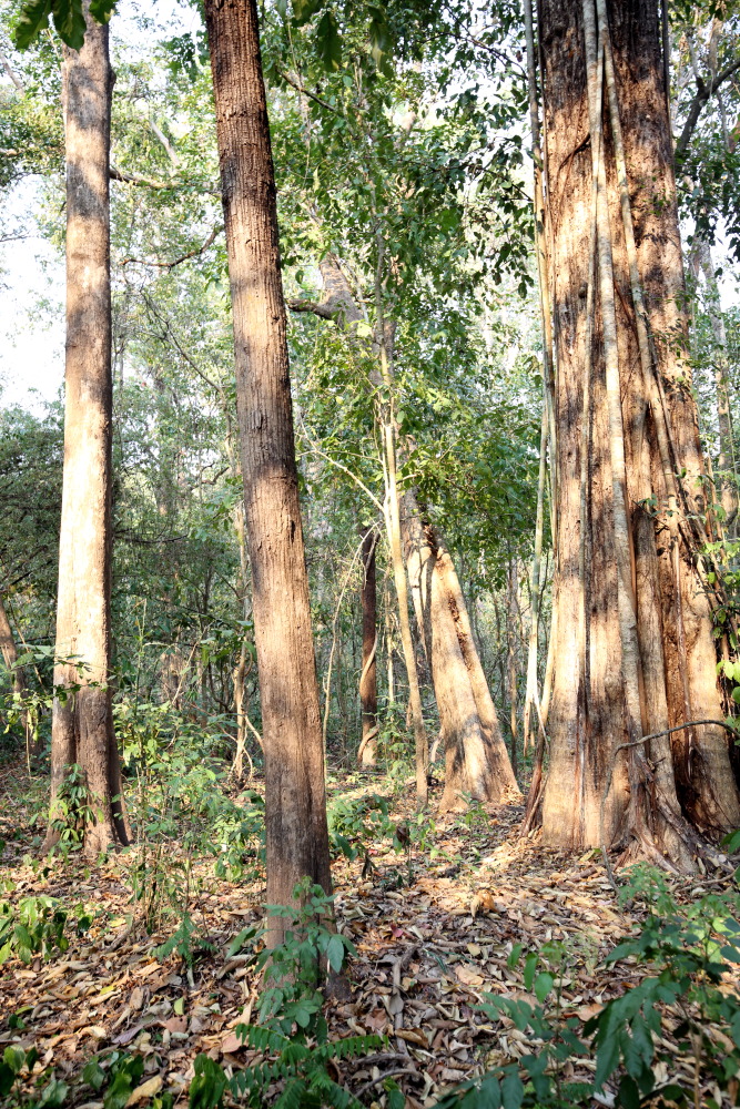 Lokation: Thailand | Uthai Thani | Ban Khao Khiao Kategorien: Wald, Datum: 12.02.2016