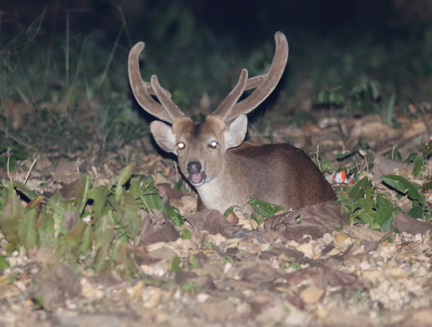 Lokation: Thailand | Uthai Thani | Ban Khao Khiao Kategorien: Säugetiere, Datum: 12.02.2016