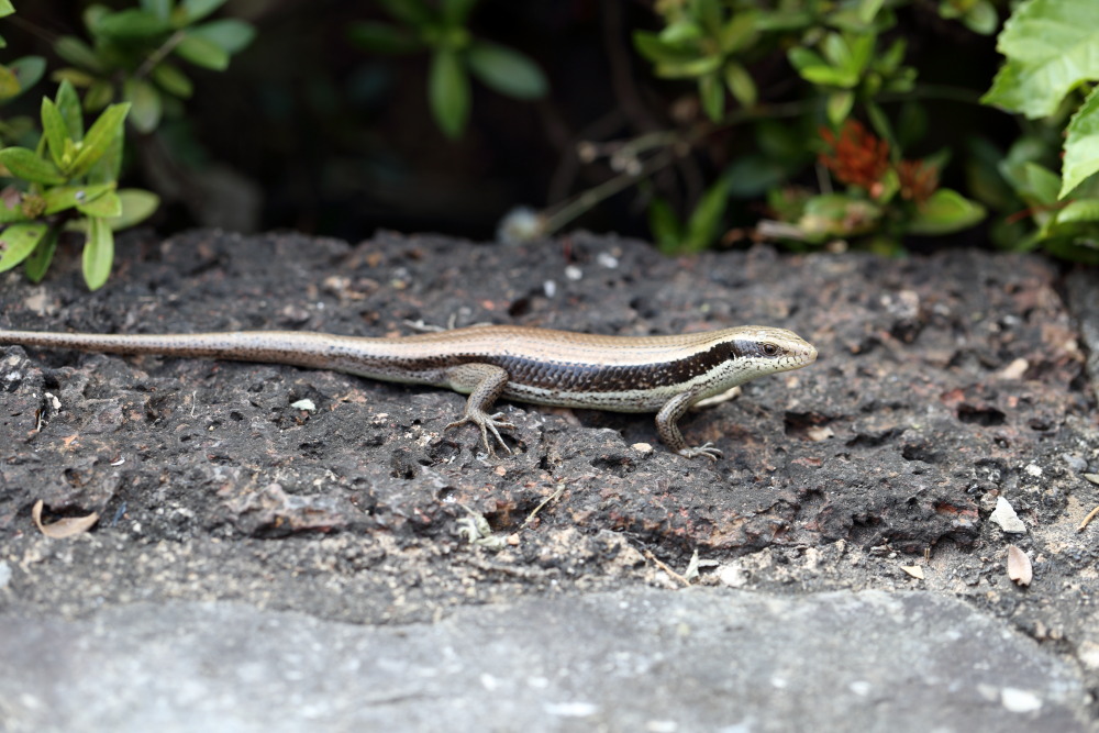 Lokation: Thailand | Sukhothai | Ban Dan Lan Hoi | Ban Chetuphon Kategorien: Reptilien, Datum: 14.02.2016