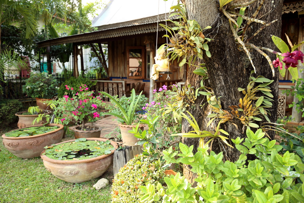 Lokation: Thailand | Sukhothai | Ban Dan Lan Hoi | Ban Chetuphon Kategorien: Garten, Datum: 15.02.2016