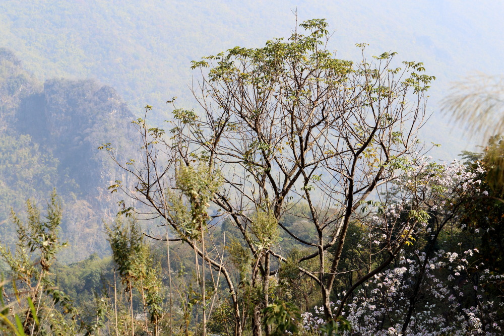 Lokation: Thailand | Chiang Mai | Chiang Dao | Ban Na Lao Mai Kategorien: Baum, Datum: 17.02.2016