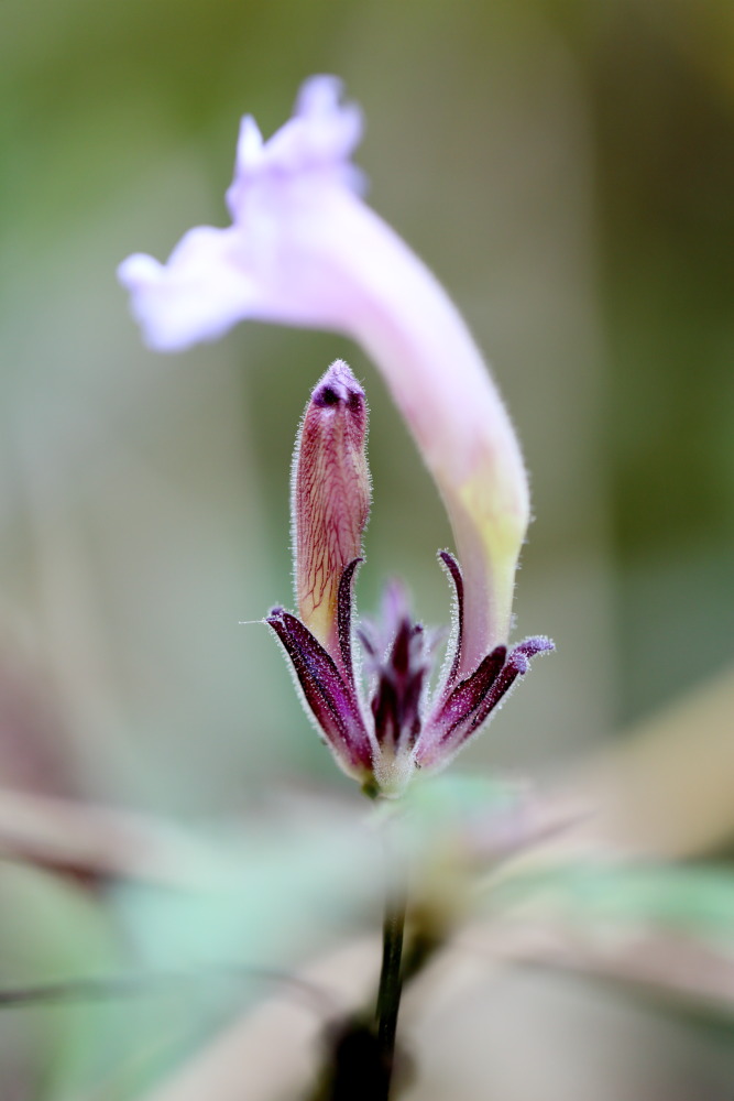 Lokation: Thailand | Chiang Mai | Chiang Dao | Ban Na Lao Mai Kategorien: Blüte, Datum: 17.02.2016