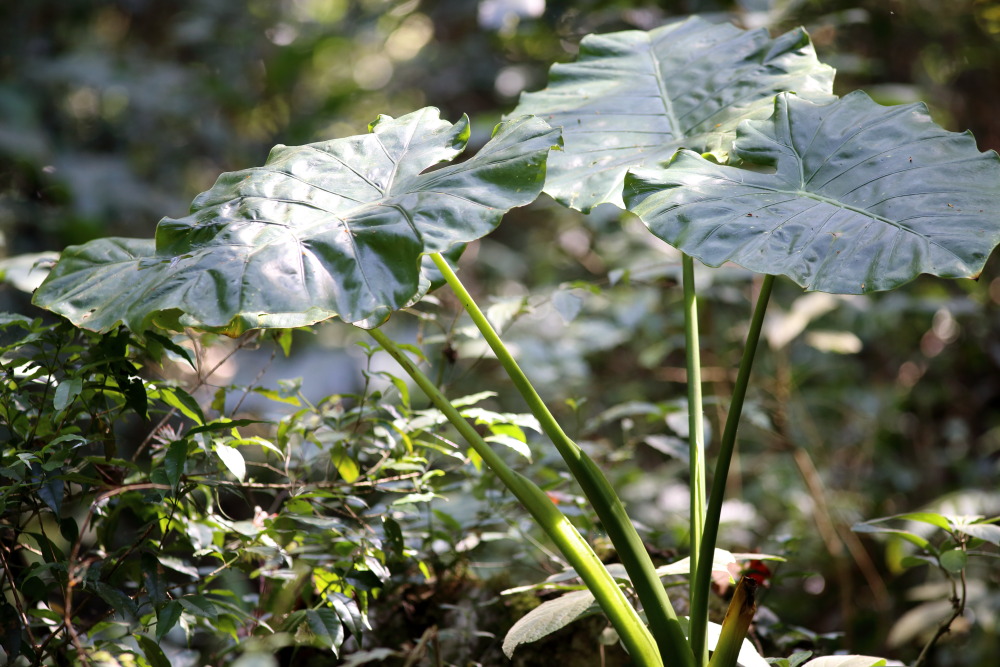 Lokation: Thailand | Chiang Mai | Chiang Dao | Ban Na Lao Mai Kategorien: Habitus, Datum: 17.02.2016