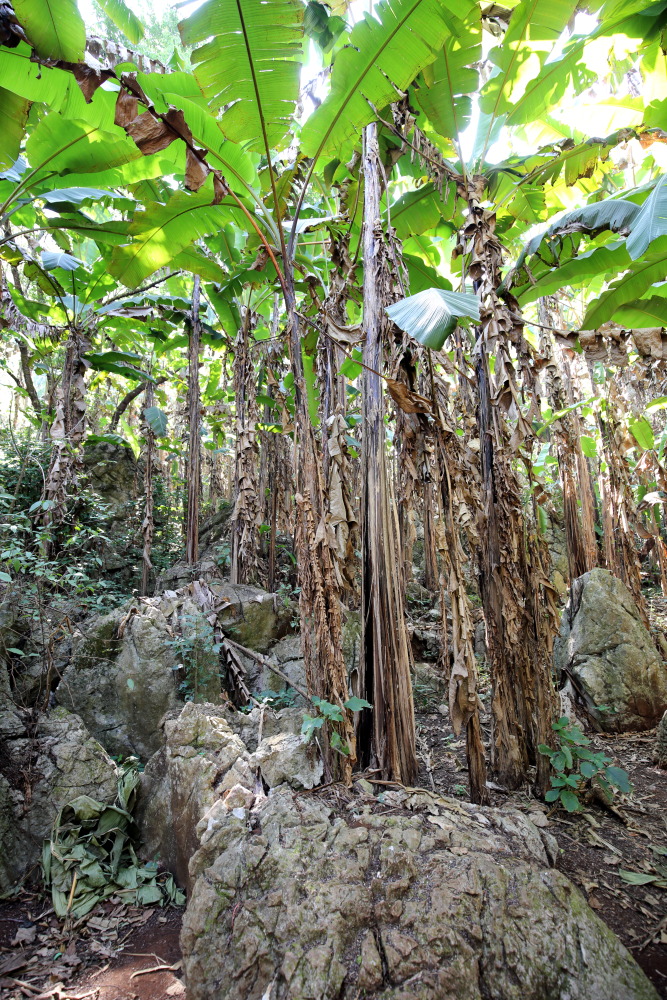 Lokation: Thailand | Chiang Mai | Chiang Dao | Ban Na Lao Mai Kategorien: Habitus, Datum: 17.02.2016