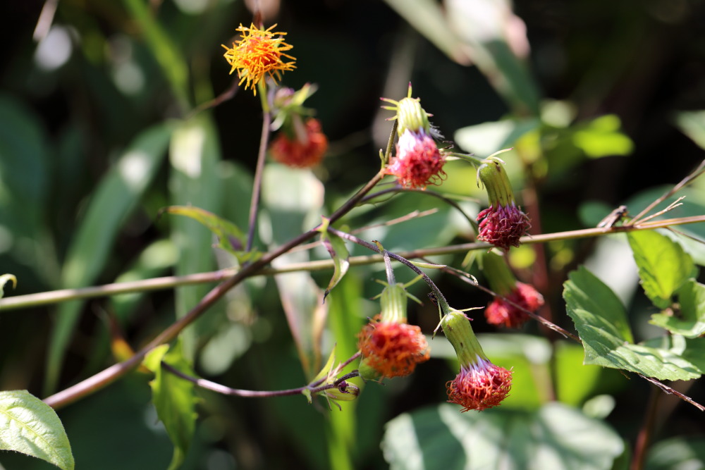 Lokation: Thailand | Chiang Mai | Chiang Dao | Ban Na Lao Mai Kategorien: Habitus, Datum: 17.02.2016