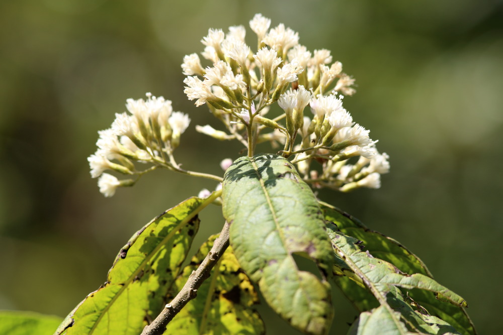 Lokation: Thailand | Chiang Mai | Chiang Dao | Ban Na Lao Mai Kategorien: Blüte, Datum: 17.02.2016