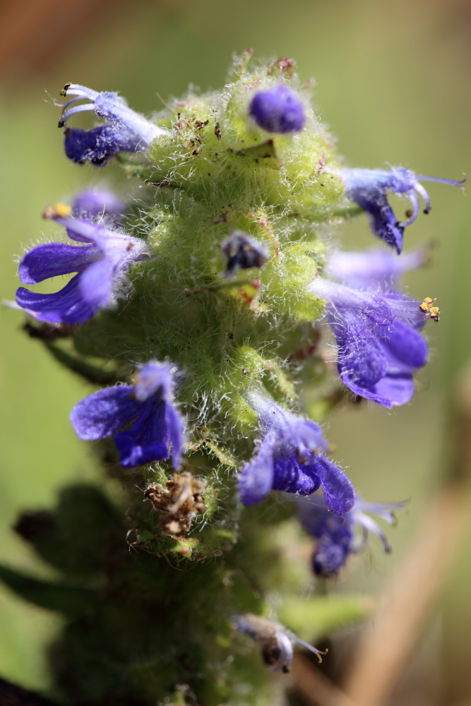 Lokation: Thailand | Chiang Mai | Chiang Dao | Ban Na Lao Mai Kategorien: Blüte, Datum: 17.02.2016