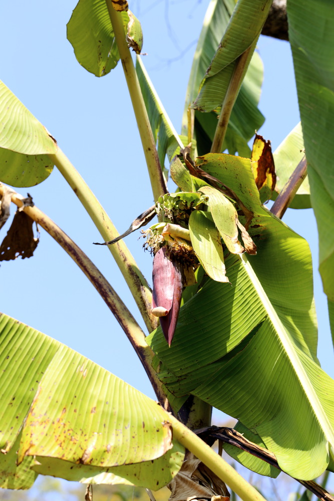 Lokation: Thailand | Chiang Mai | Chiang Dao | Ban Na Lao Mai Kategorien: Habitus, Datum: 17.02.2016