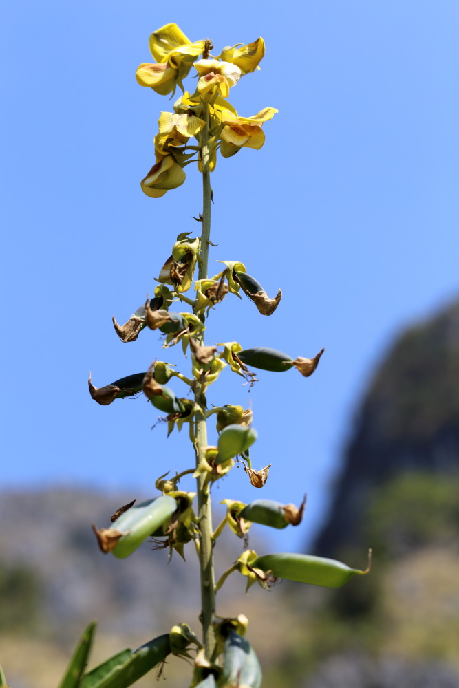 Lokation: Thailand | Chiang Mai | Chiang Dao | Ban Na Lao Mai Kategorien: Habitus, Datum: 17.02.2016